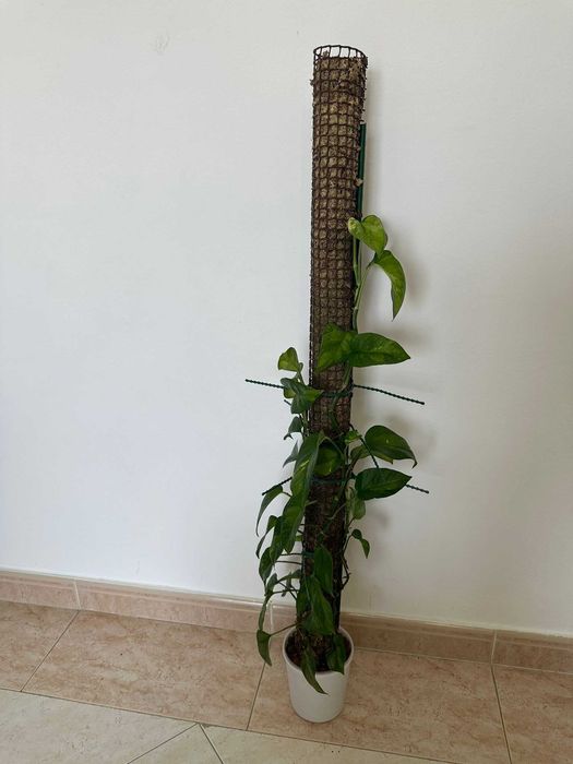 Jiboia variegata em tutor de musgo — ~95cm