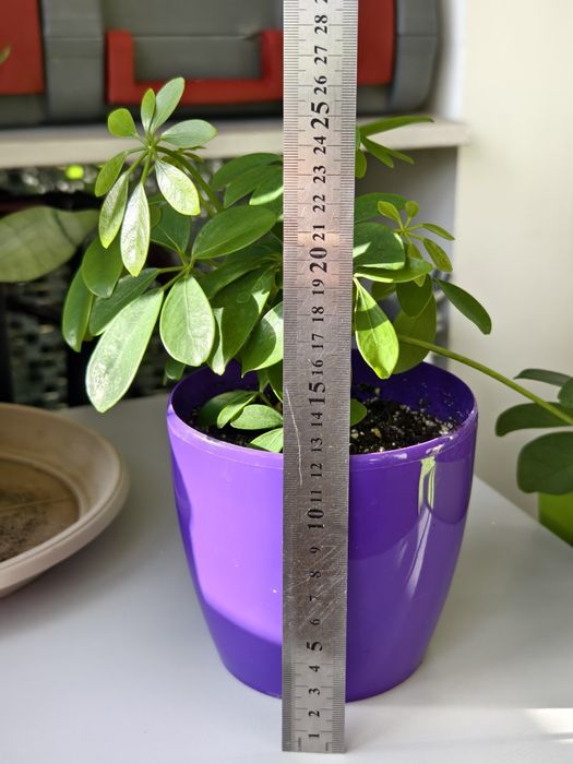 Шеффлера кімнатна деревовидна