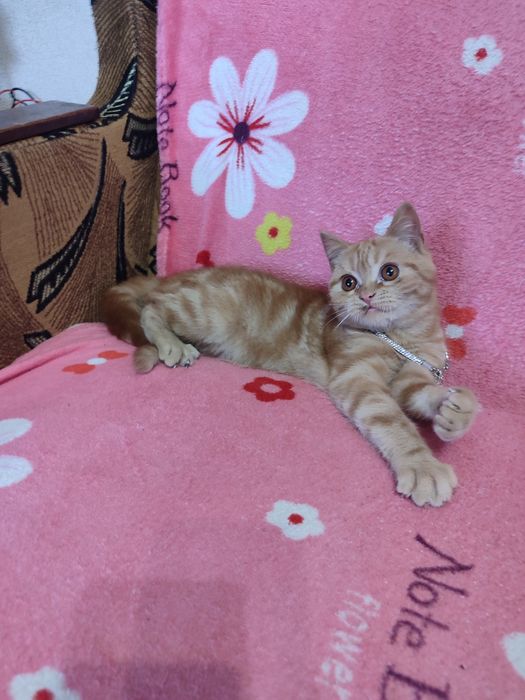 Шотландский котенок мальчик