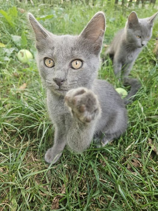 Кошенята (4 міс)