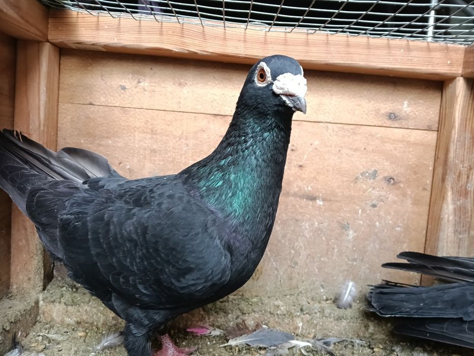Gołębie pocztowe czarne