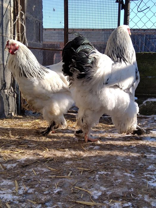 Brahma olbrzymia kury