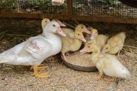 продам курей, курчат, качок