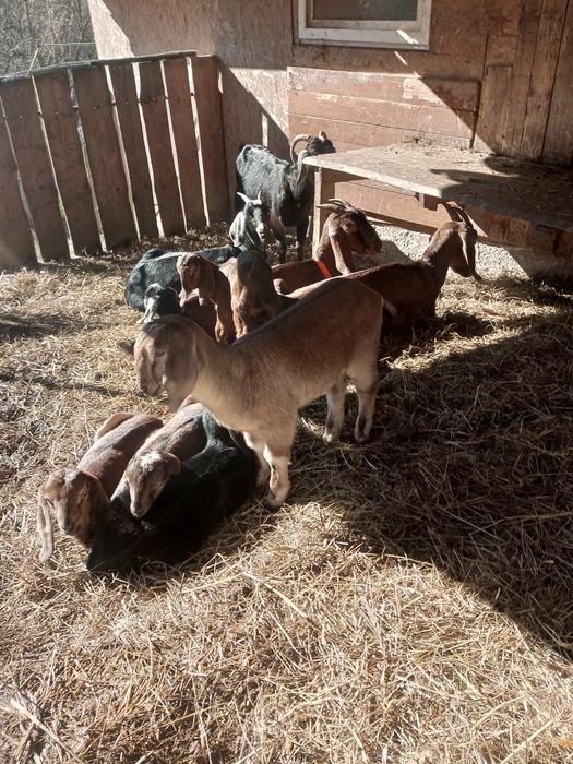 Козенята англонубійської породи