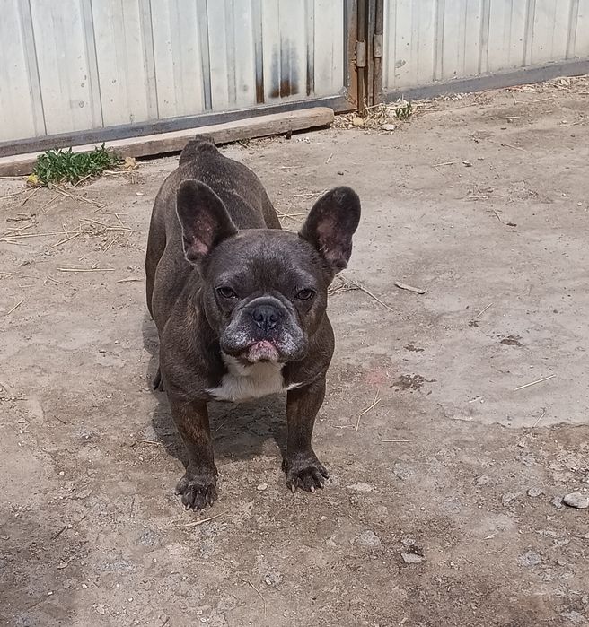 Пропонуємо французських бульдогів самки