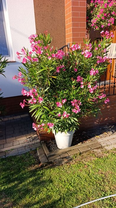 Oleander kwitnący