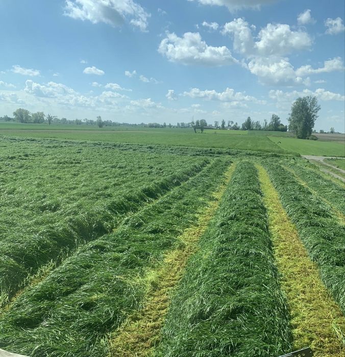 Trawy DSV Country Lucerna Gorzowska