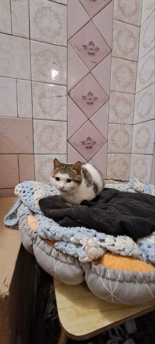 Кішка Булька 6 міс