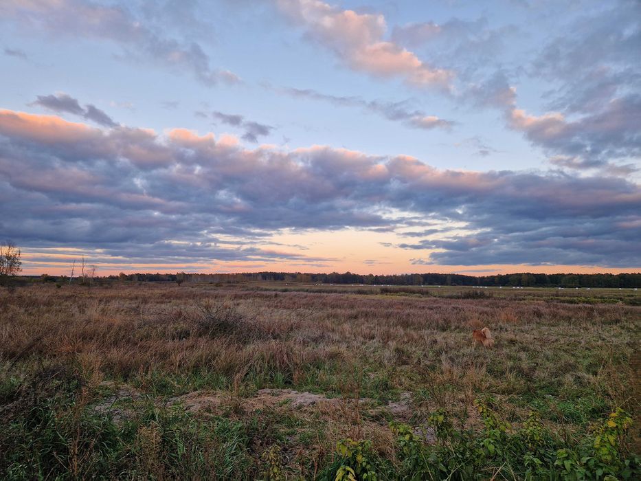 Działka rekreacyjna Grabów Zaleśny 697 m² - Widok 4