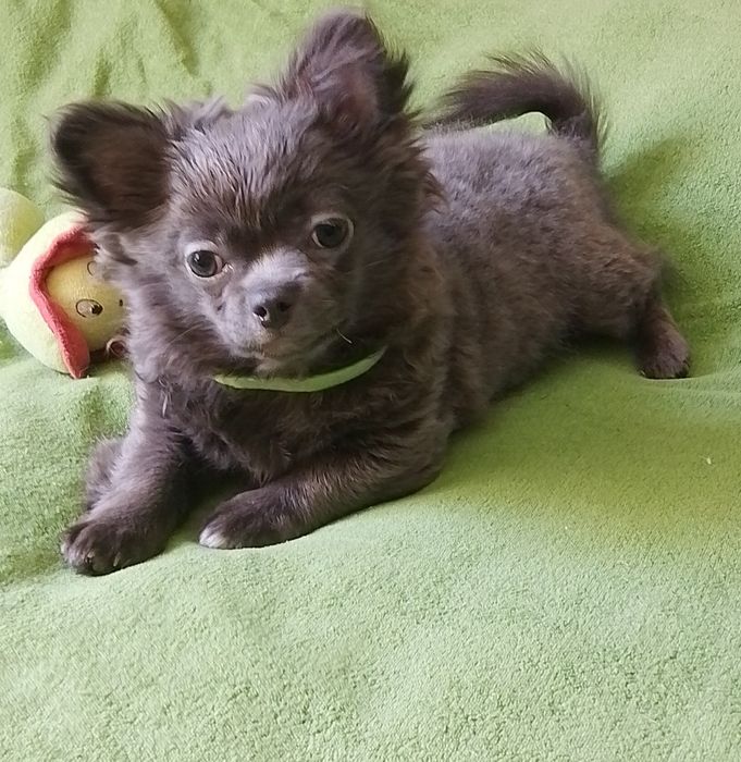 Хлопчик чихуахуа блакитний