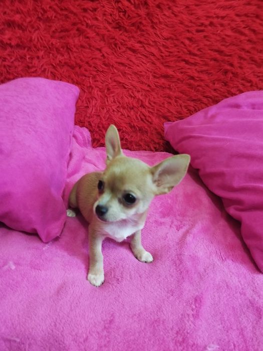 Chihuahua miniaturowa suczka