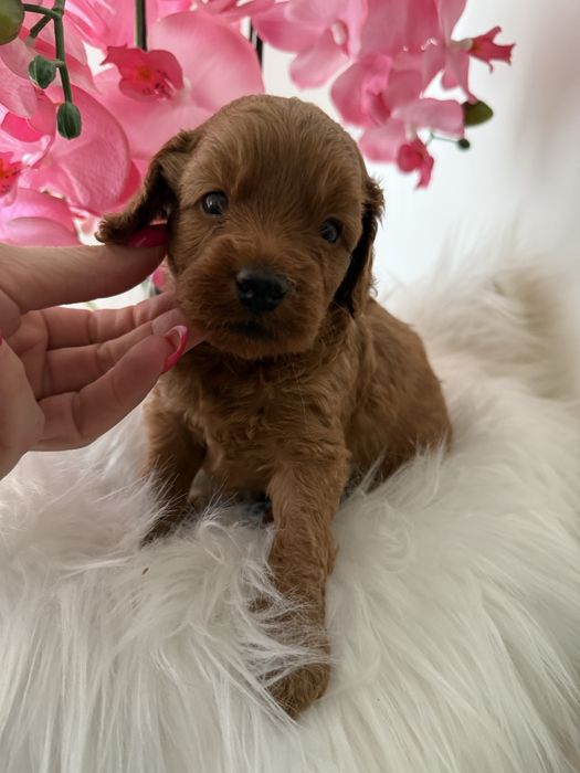 Cavapoo chłopak red brown