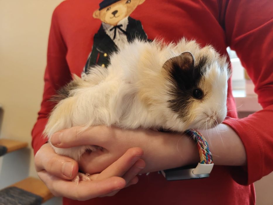 Świnka morska, rozetka, samczyki, odbiór ŚWIĘTA