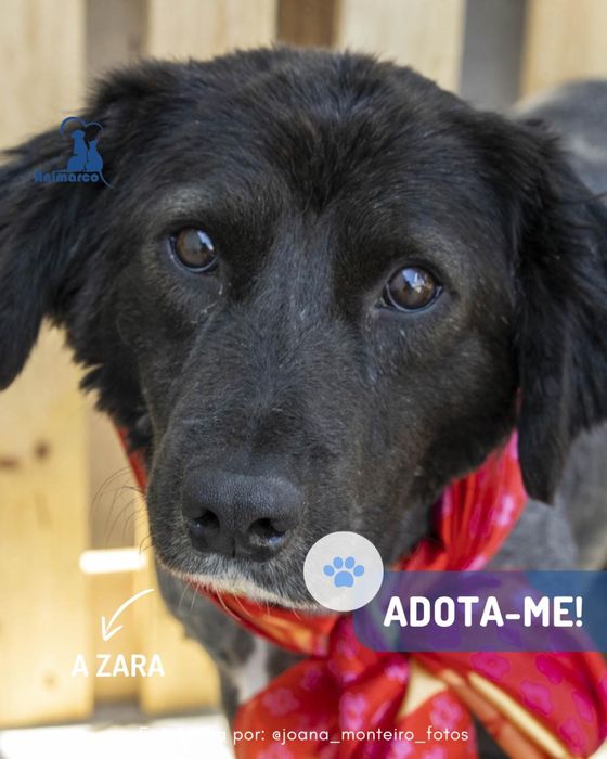Zara cadela jovem para adocao