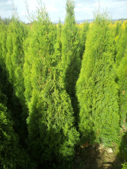 Tuja tuje szmaragd thuja smaragd