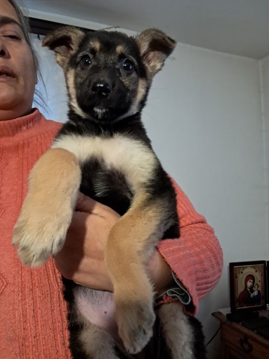 Самочка породи німецька вівчарка.