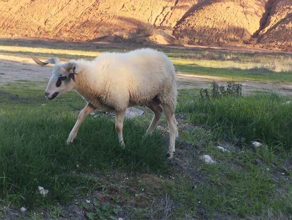 Vendo borrego algarvio