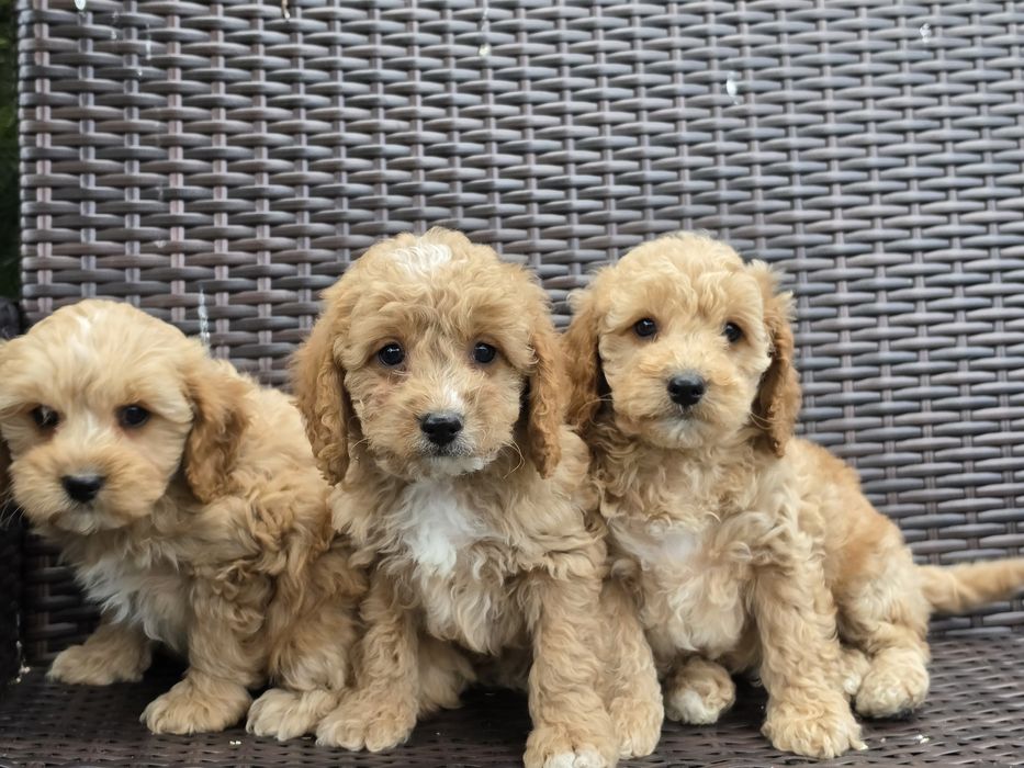 Cavapoo  szczenię  z metrykę