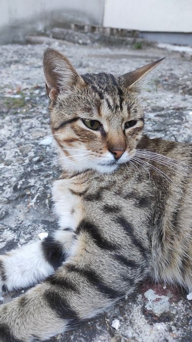 Чудовий котик шукає свій дім! Не дайте загинути дитині!