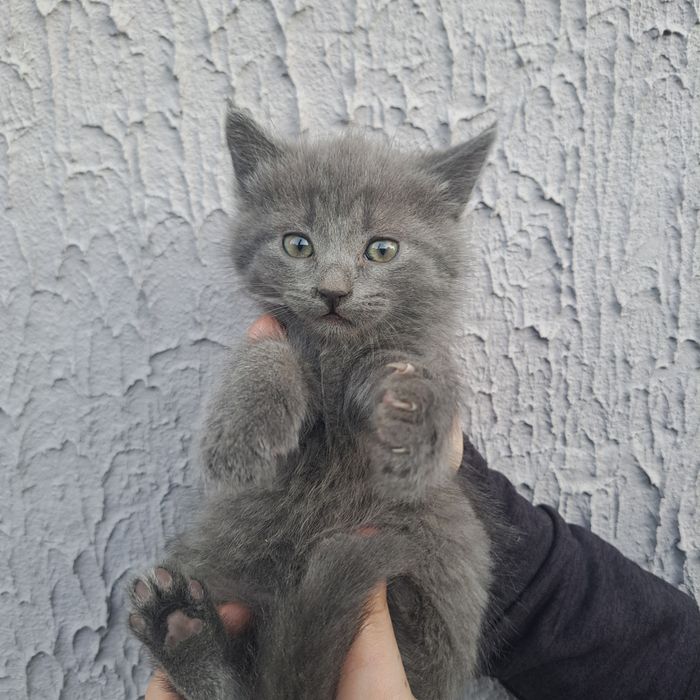 Віддам кошенят безоплатно