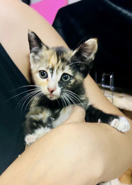 Gata bebé para adoção responsável