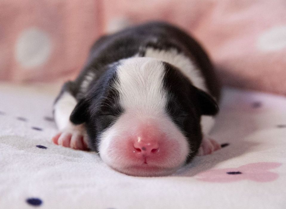 Чистокровні Border Collie
