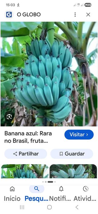 Bananeira Blue Java