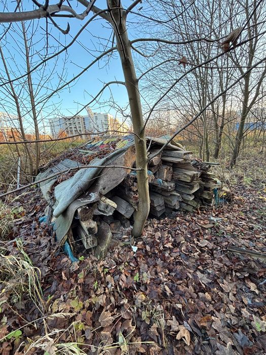 Belki stropowe 100-letnie