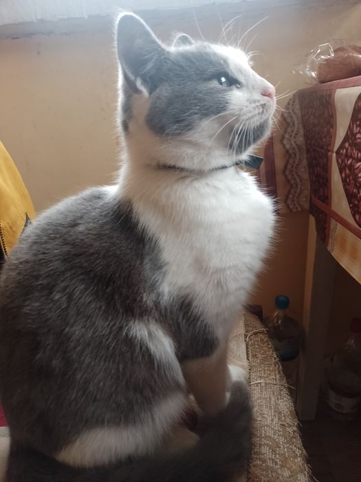 Котик Тимофей 9 месяцев в хорошие руки