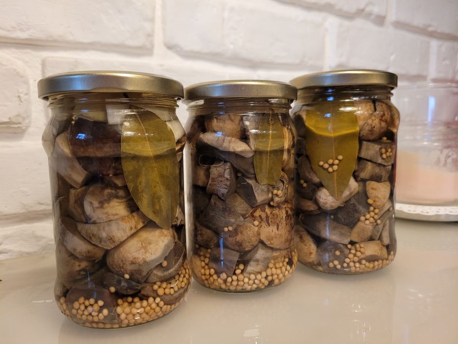 Kania kanie Rydze podgrzybki prawdziwki borowik opieńki gąski kozaki m