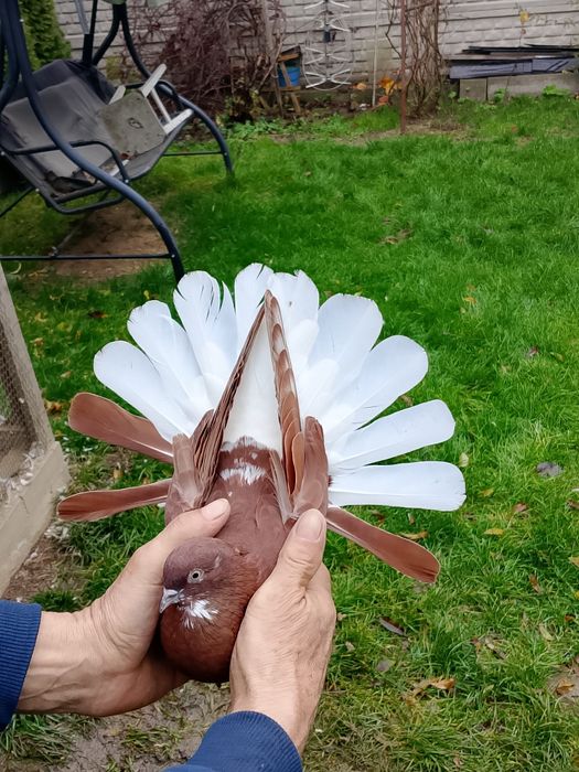 Orliki wiśniowe czerwone