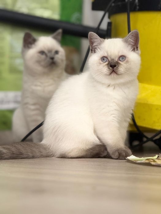 Kot brytyjski kotka brytyjska point do odbioru