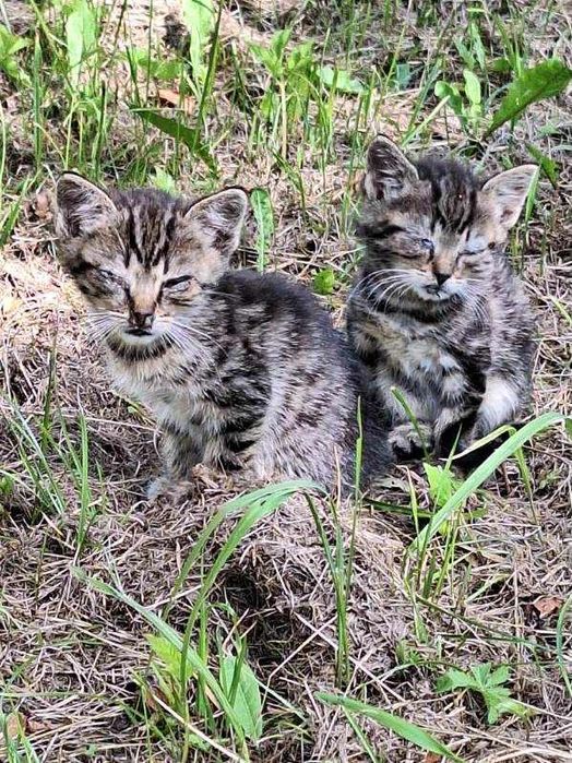Dwa maluszki szukają domu