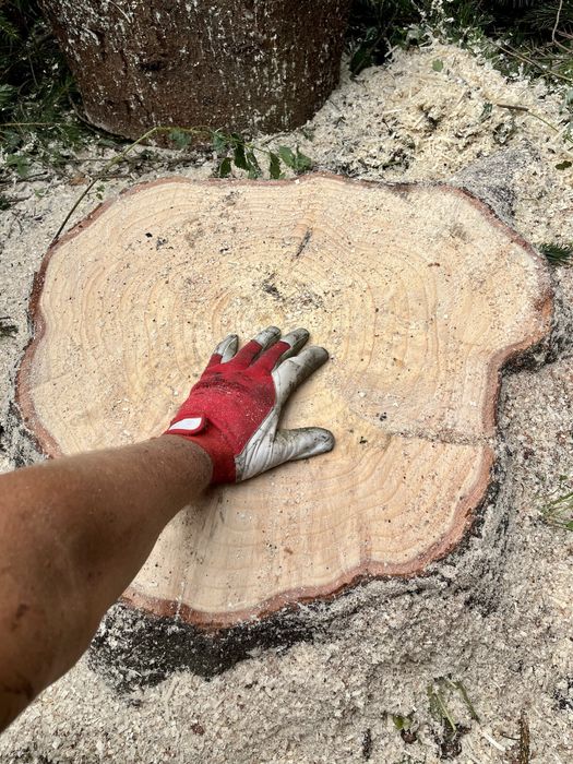 Alpinistyczna Wycinka Drzew