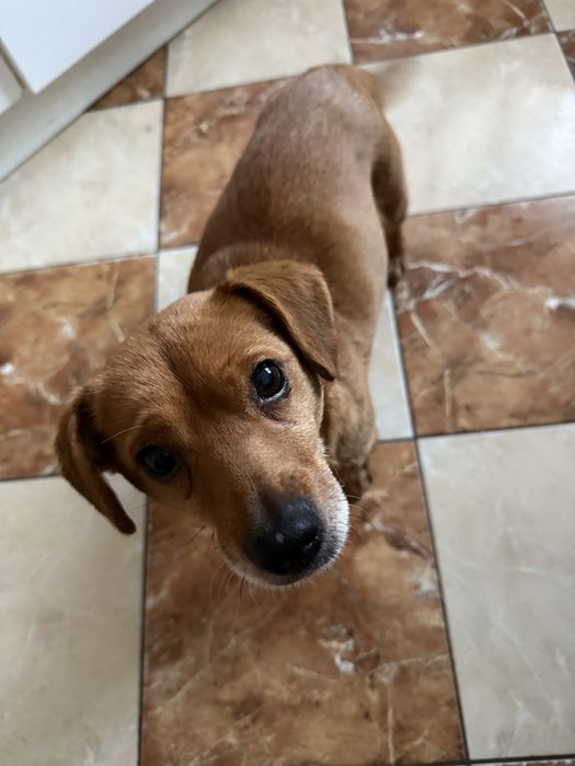 Przyjazna, spokojna suczka szuka domu. PILNE!