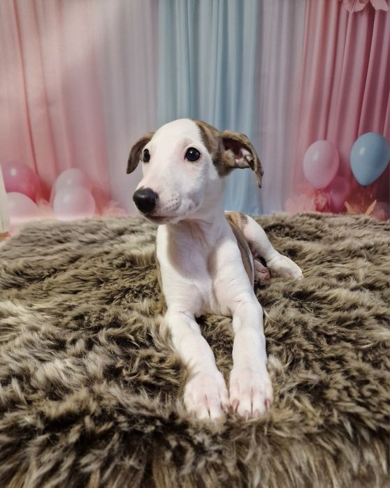 whippeta – Psy – szczeniaki, dorosłe | OLX Zwierzęta