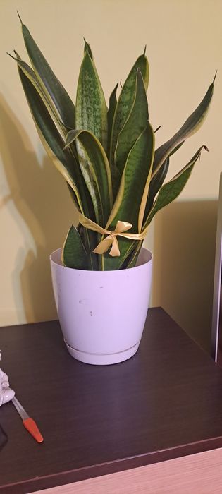 Sansewieria zeylanica i gwinejska (język teściowej]