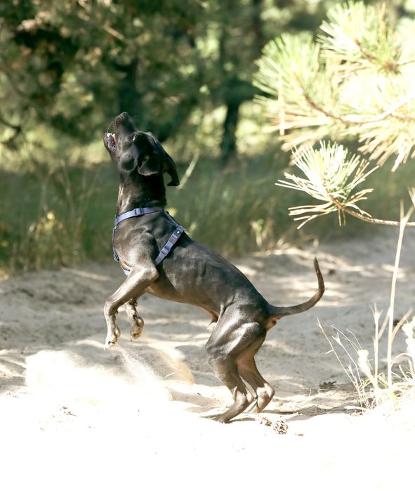 Американський пітбультер'єр.Пітбуль. Pitbull