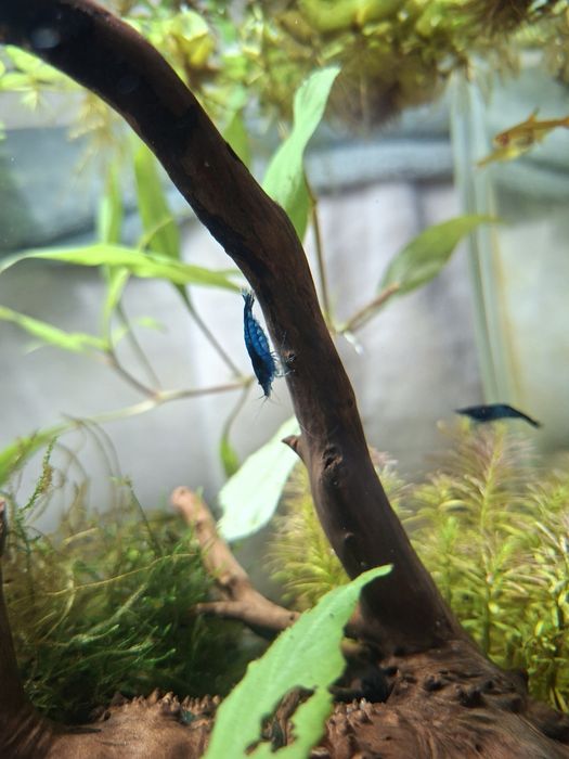 Krewetki Blue Velvet