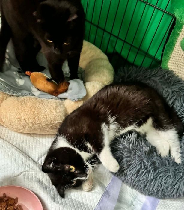 Siostry szukają domu w całej Polsce