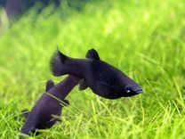 Аквариумные рыбки