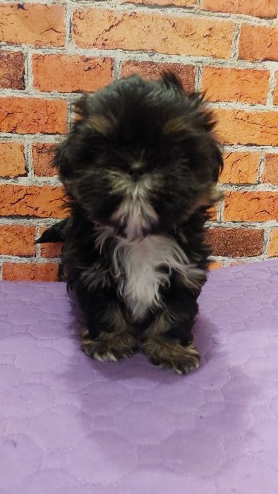 Shih-tzu  chlopak