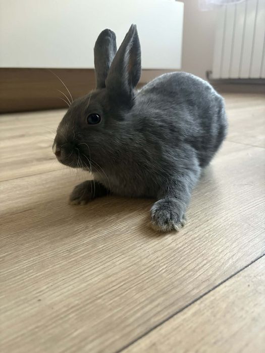 Sprzedam króliki miniaturki