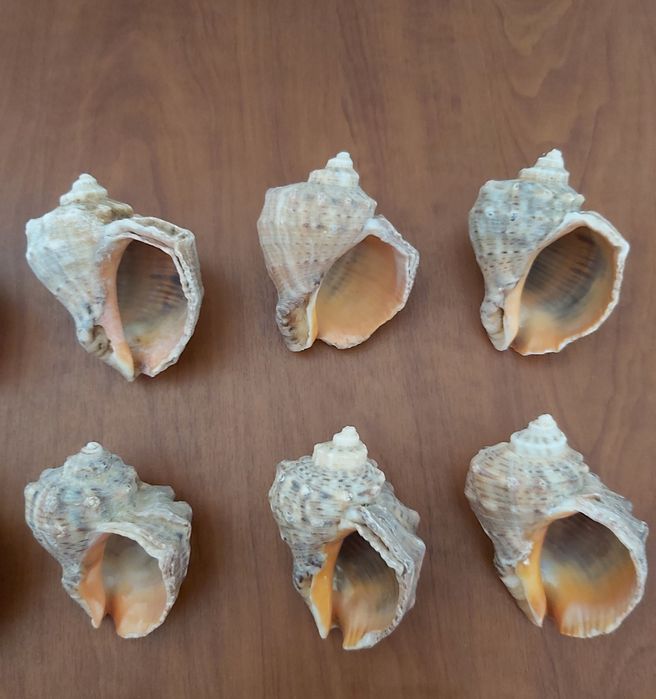 Ракушки/рапани морські