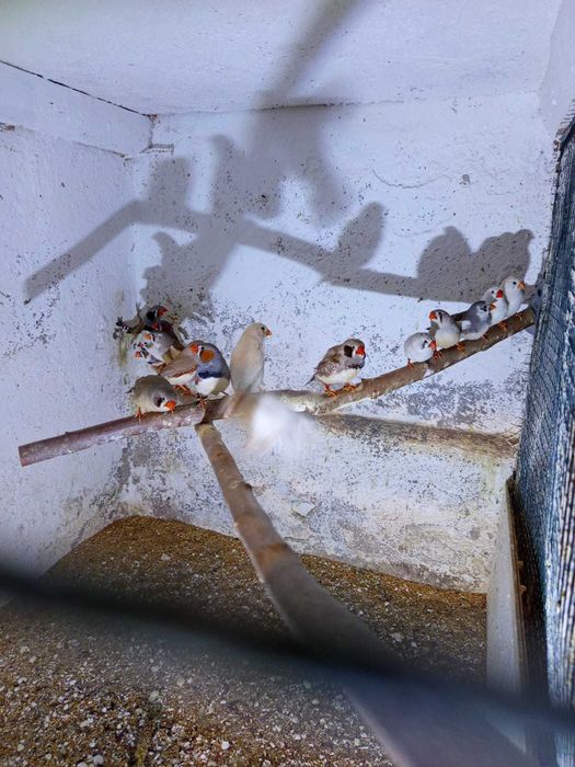 Sprzedam papugi zeberka