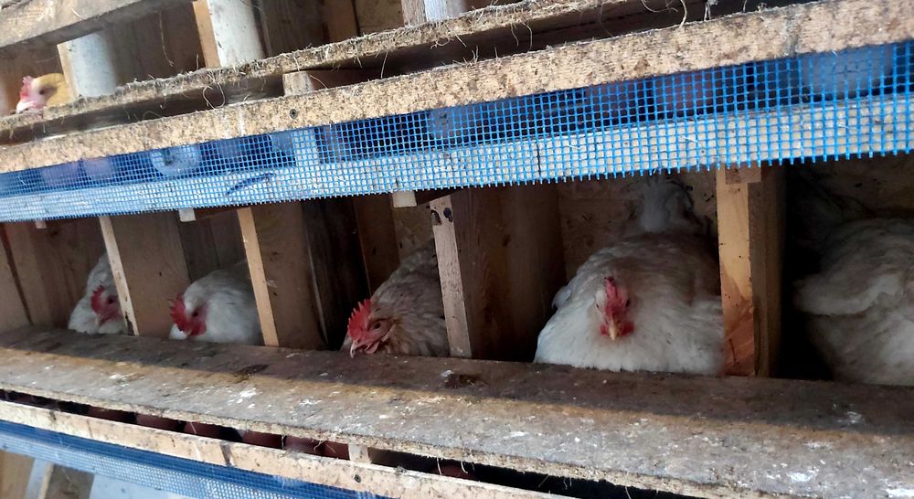 Jajka wiejskie od kur z wolnego wybiegu