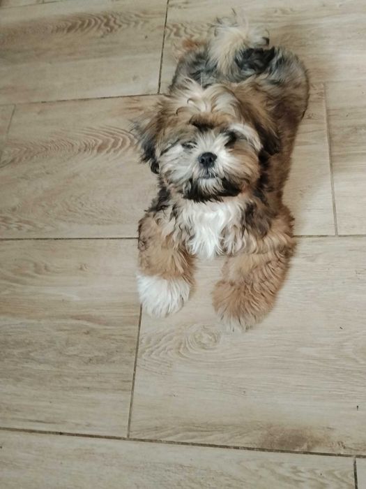 Shih Tzu piesek szczeniaczek