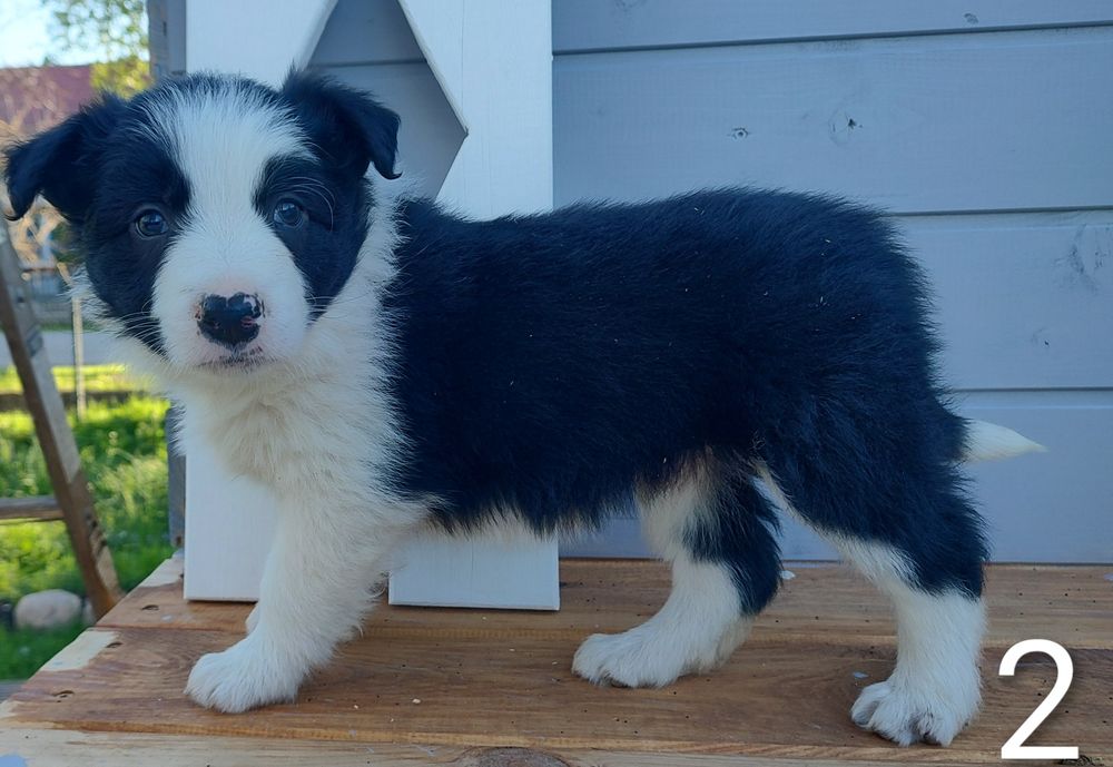 Szczeniak pies border collie