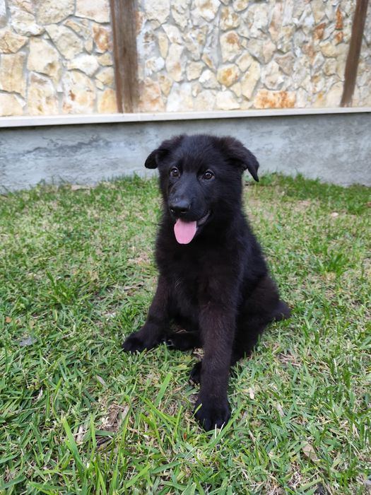 Pastor Alemão com sertificado