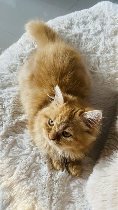 Gatinho amarelo macho e gatinha femea
